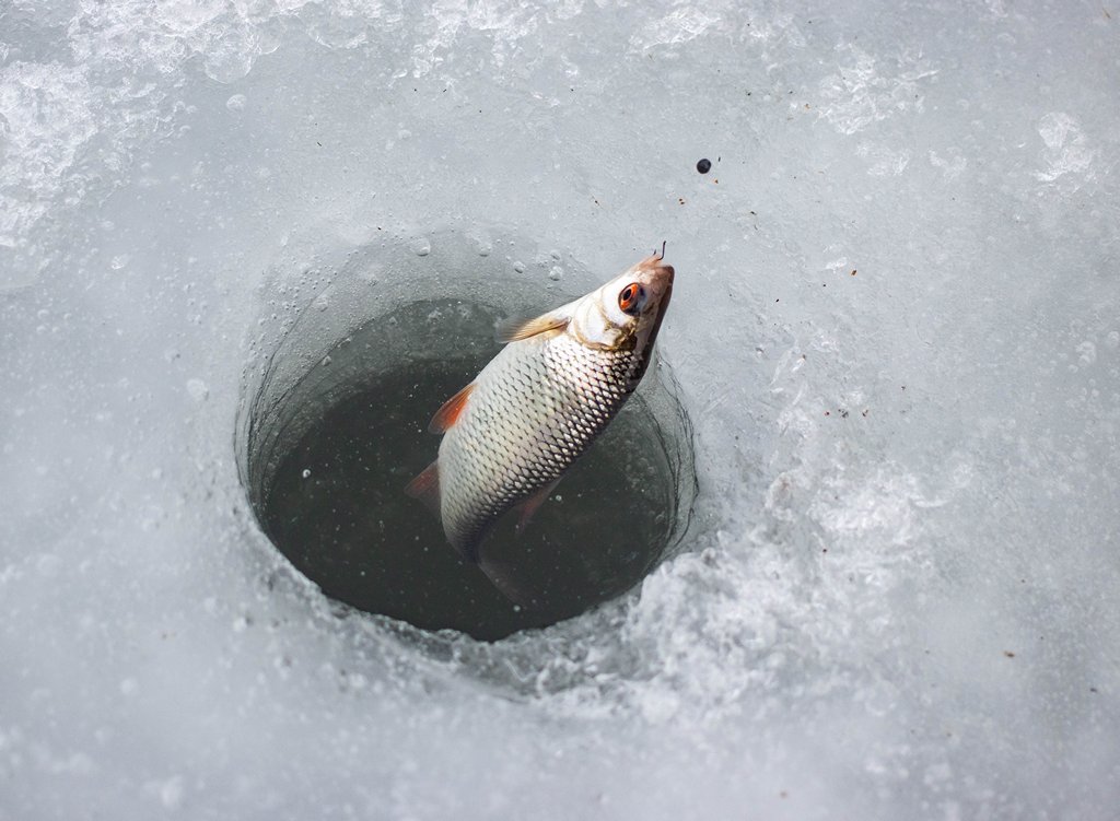 Как ловить плотву зимой 00003.JPG